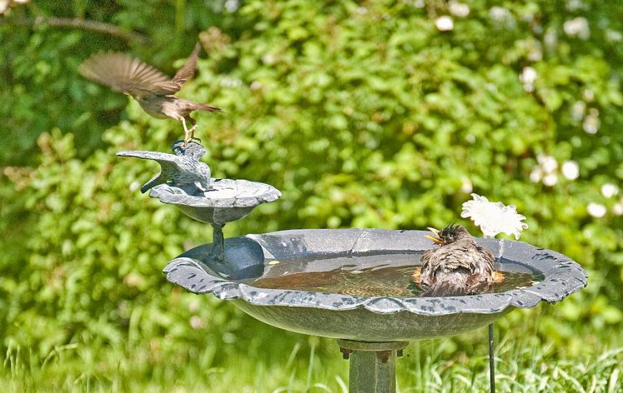 Ain't room enough in this saloon for both of us partner