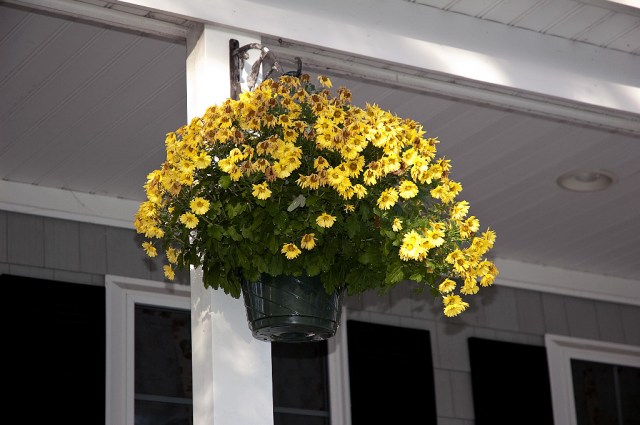 DSC_4838 20 bucks of wilted mums