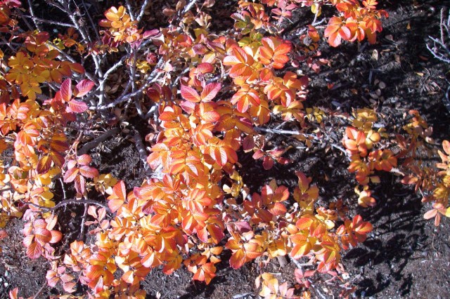IMGP0634 simple shrubs are beautiful in fall