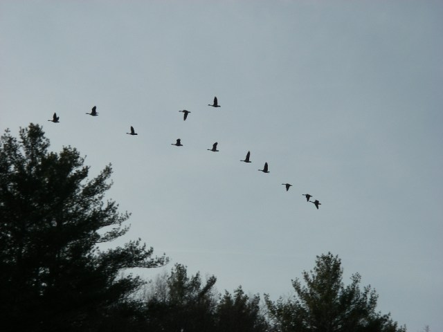 Return of the Park Poopers