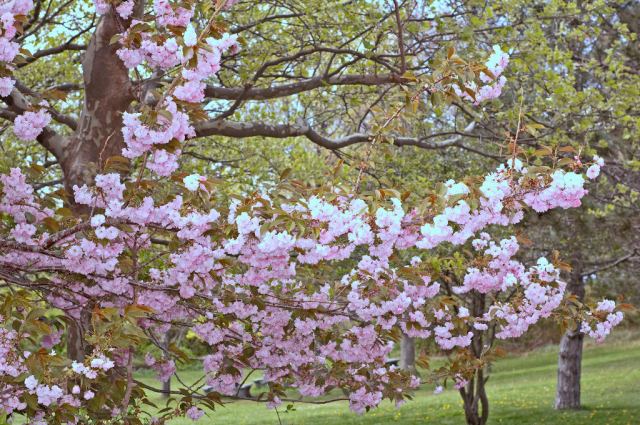 DSC_5165 Webb blossoms
