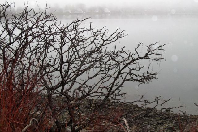 IMG_0689 Weymouth Back River Shore