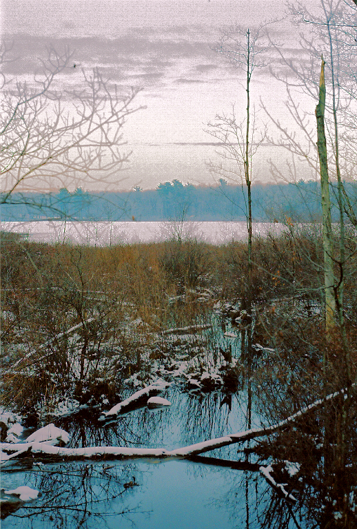 Pond Meadow winter 2005-2006