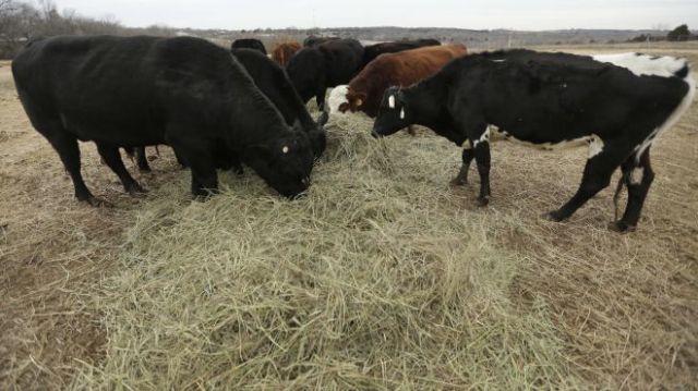 Shrinking Cattle Herd_Cala