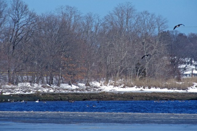 March StormIMG_0784 migration