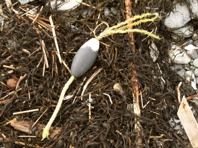 March StormIMG_0794 debris what is it