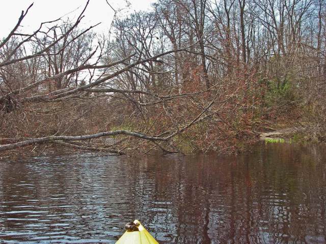 IMGP0023 clearance around that fallen tree