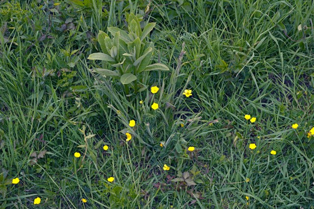 March StormDSC_5964 buttercups