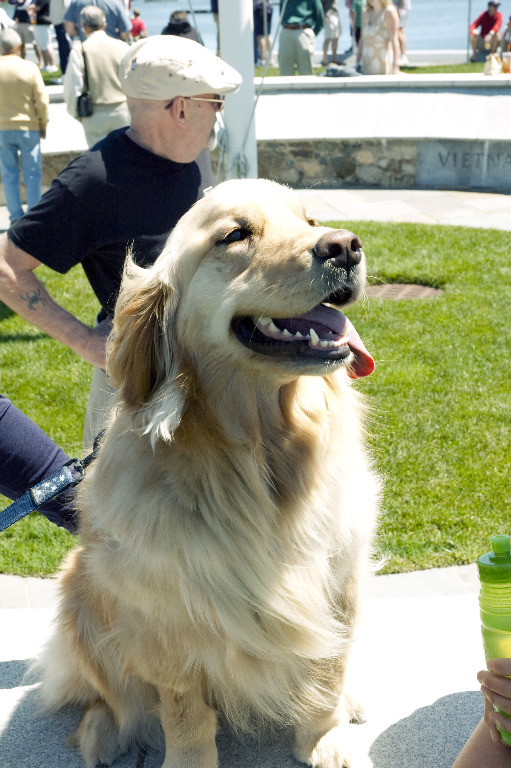 March StormDSC_6009 Good Dog