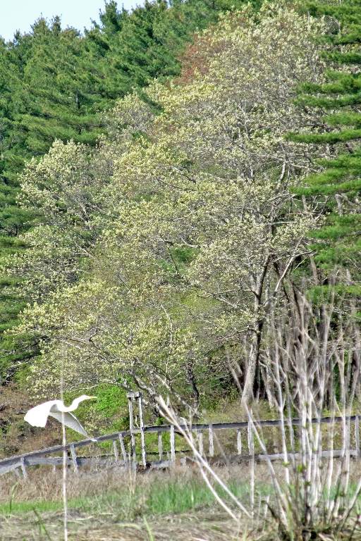 March StormIMG_0887 egret in flight
