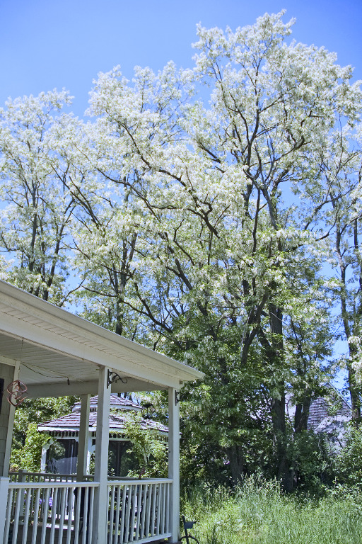 DSC_6045 Black locust white flowers