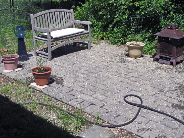 IMG_0899 Why I hate the black locust tree