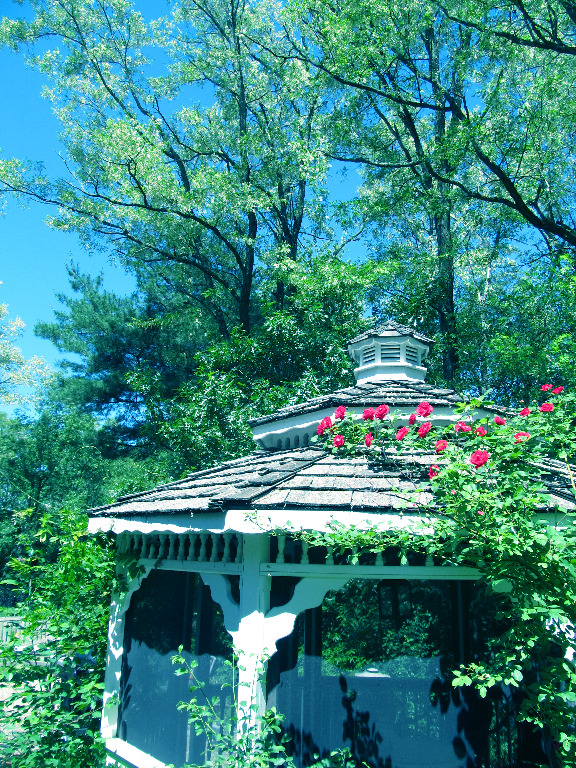 IMG_0900 Black Locust trees bloom