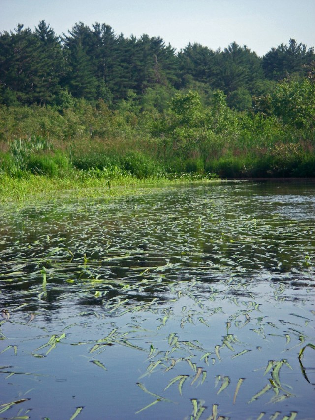 IMGP0095 choking the river soon