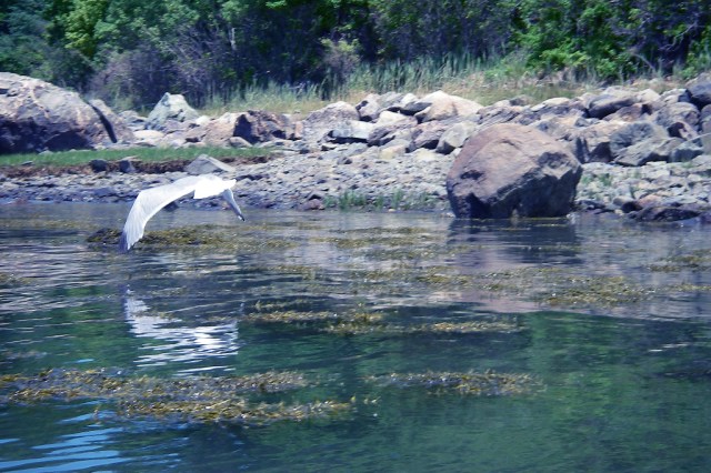 March StormIMGP0048 the gulls are flying for me and