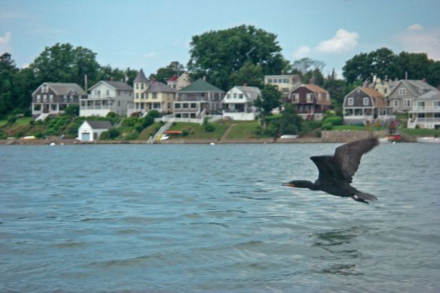 March StormIMGP0147 Black Bird