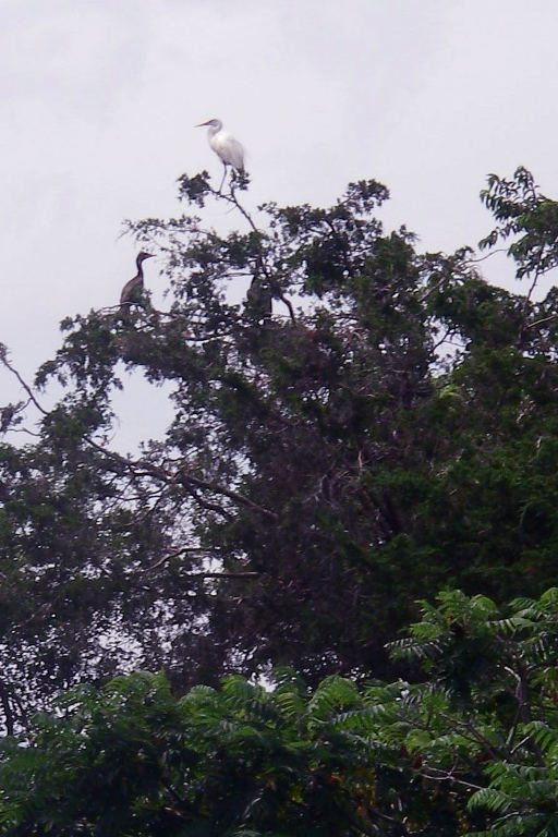 March StormIMGP0155 King of bird island
