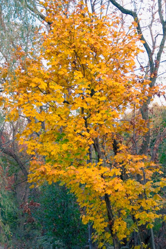 _DSC0053 Old Home Tree