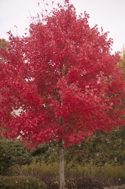 Fall trees_DSC0098 Grove St closeup