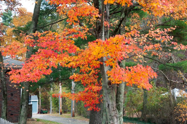 Fall trees_DSC0115 West St
