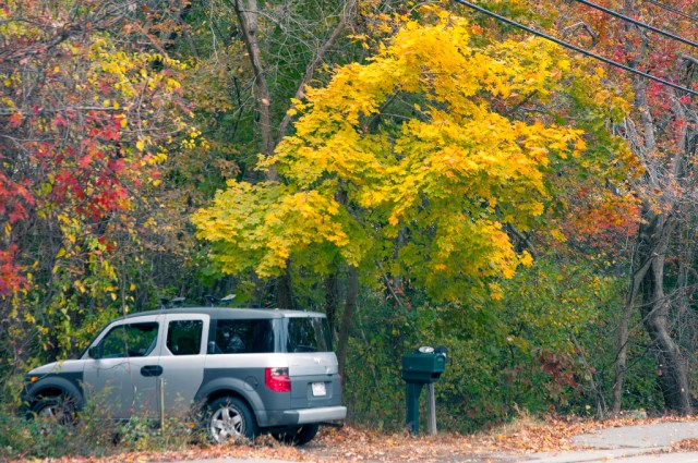 Fall trees_DSC0118Home