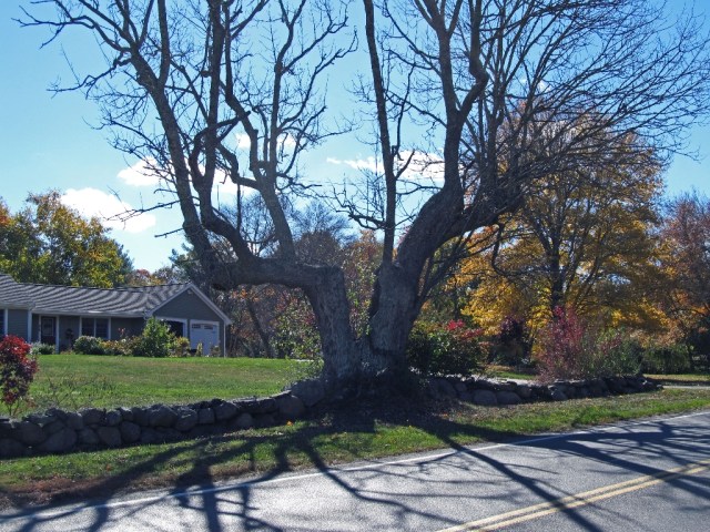 IMG_0215 Spooky Tree in Pembroke