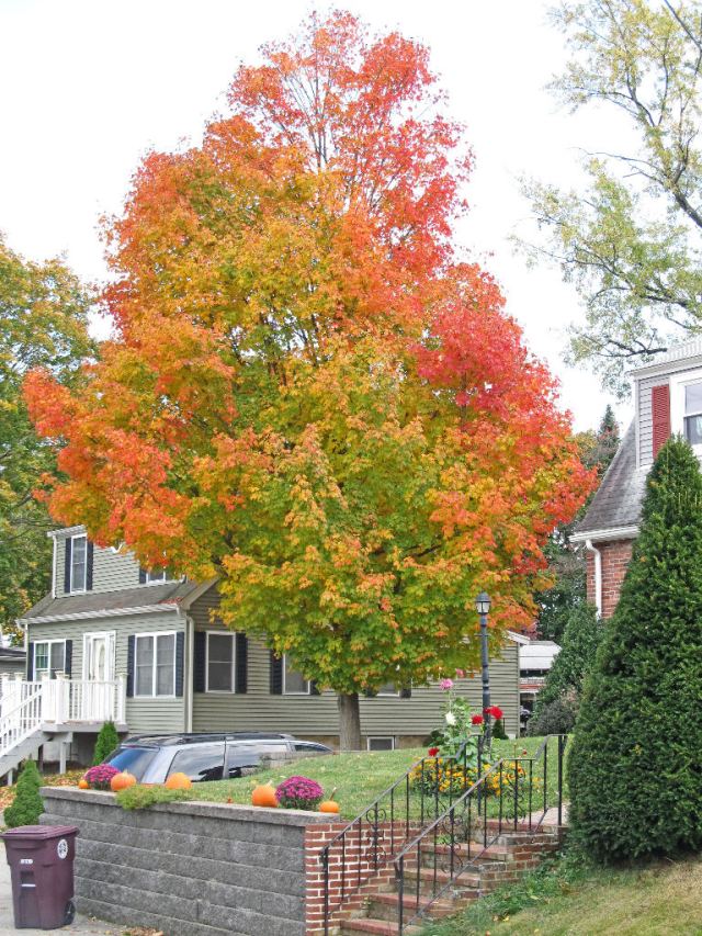 IMG_0235 Front Street Weymouth