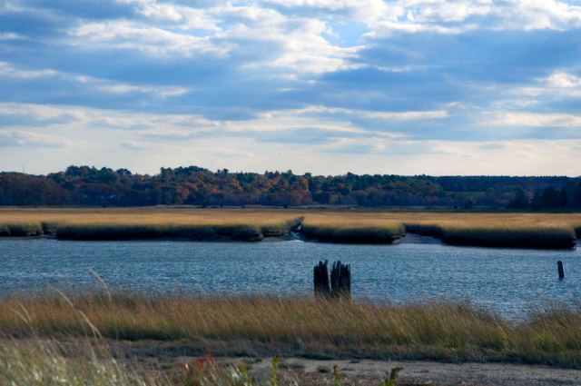 March Storm_DSC0032 Thats what I call grass