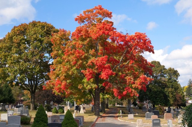 March StormDSC_6125 Cementary between Front and Washington