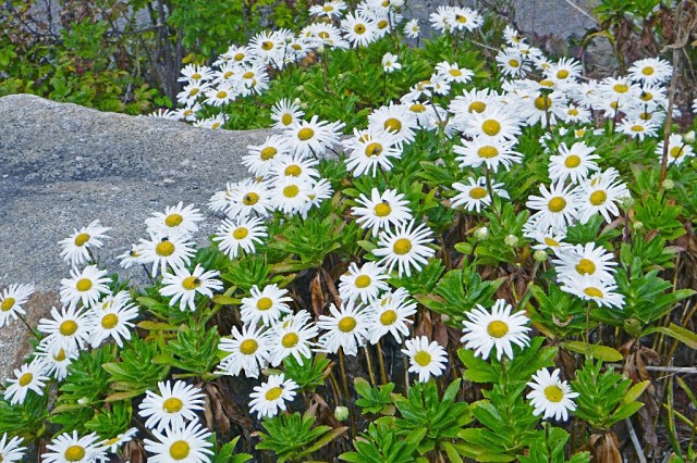 P1000035 Abgail park