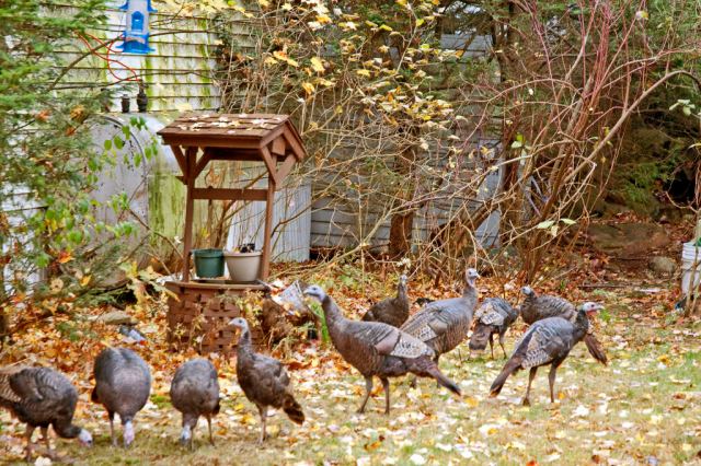 Turkeys_DSC0065 Flock