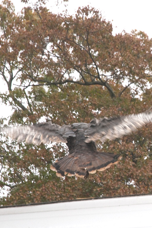 Turkeys_DSC0087 Deck launch