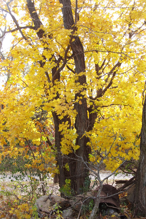 IMG_0236 375 Summer St