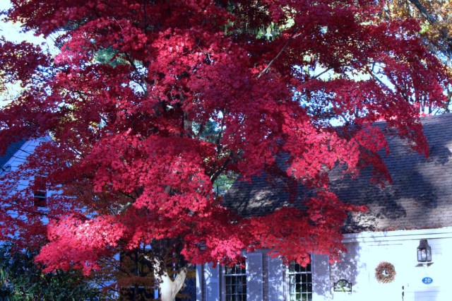 IMG_0240 off Summer St