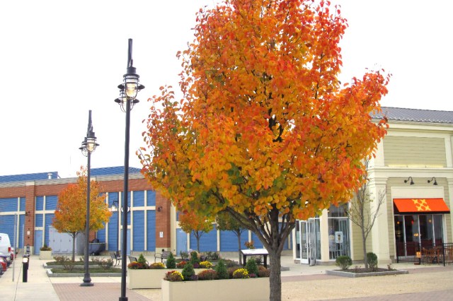 IMG_0246Harborside Hingham