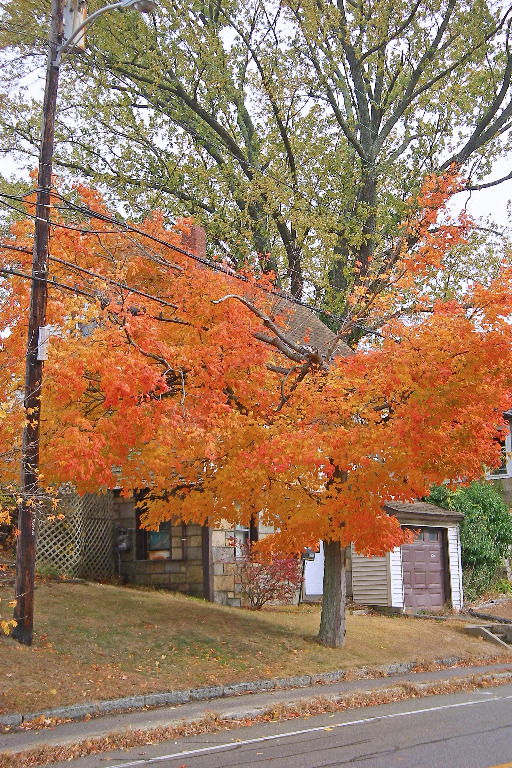 The last before bleakIMGP0196 late color soon gone