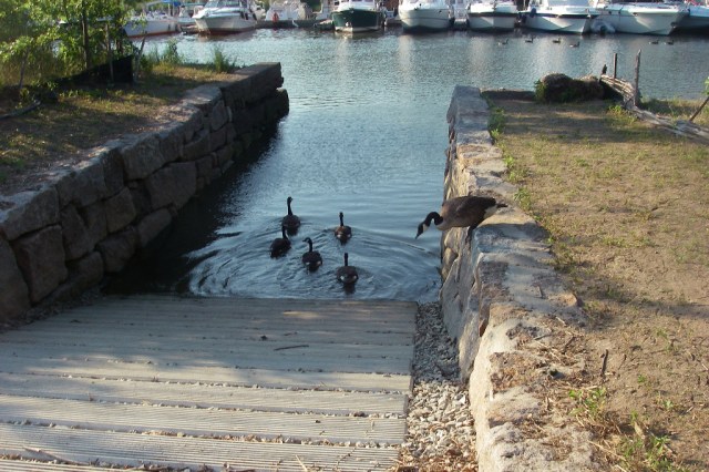 IMGP1073 Ramp at High Tide with ducks
