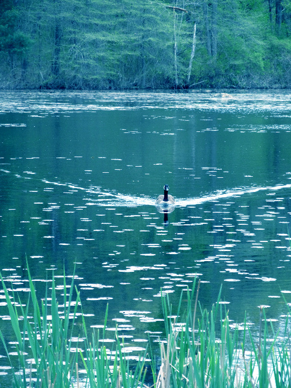 IMG_0362 Ive been spotted