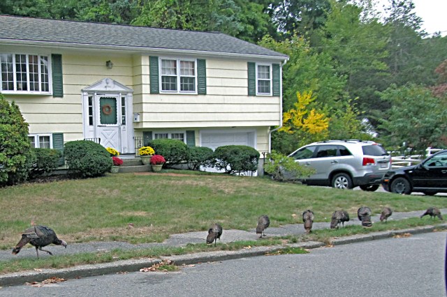 IMG_0431 turkey posse