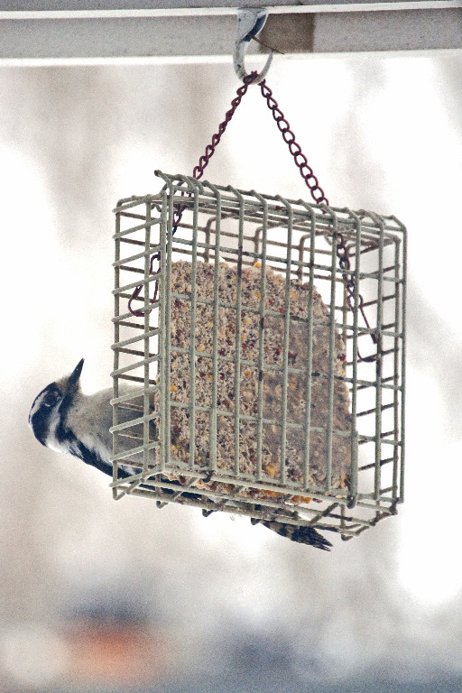 Bird FeederFeeder_DSC0537