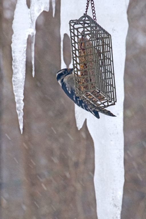 Bird Feederfinding food in a cold world_DSC0553
