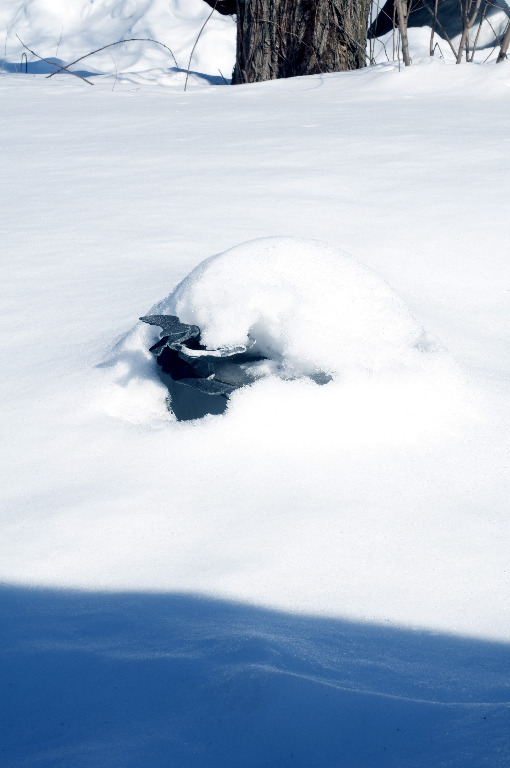Bird bath emerges_DSC0560
