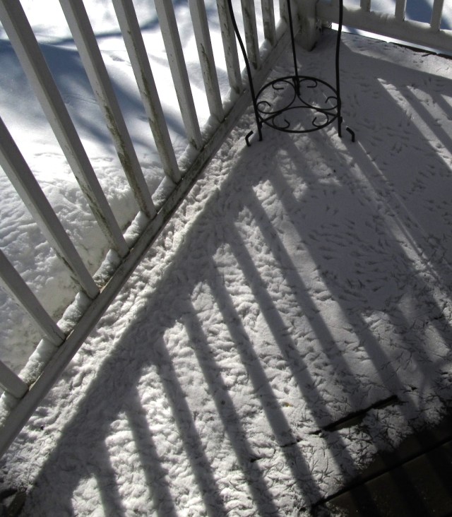 bird tracks IMG_0582