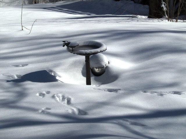 covered again IMG_0580