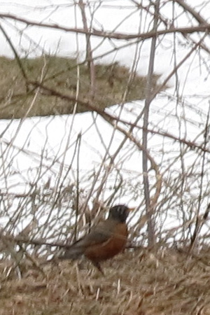 First Robin sighting IMG_0610