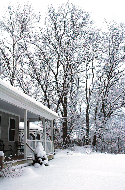 Winter 2009  little tree