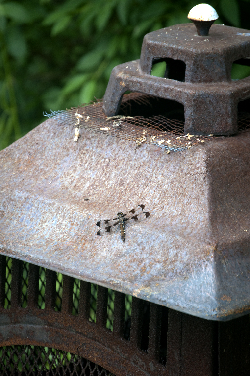 Home Dragonfly_DSC0647