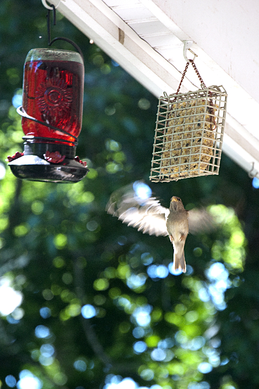 Home eating on the fly_DSC0660
