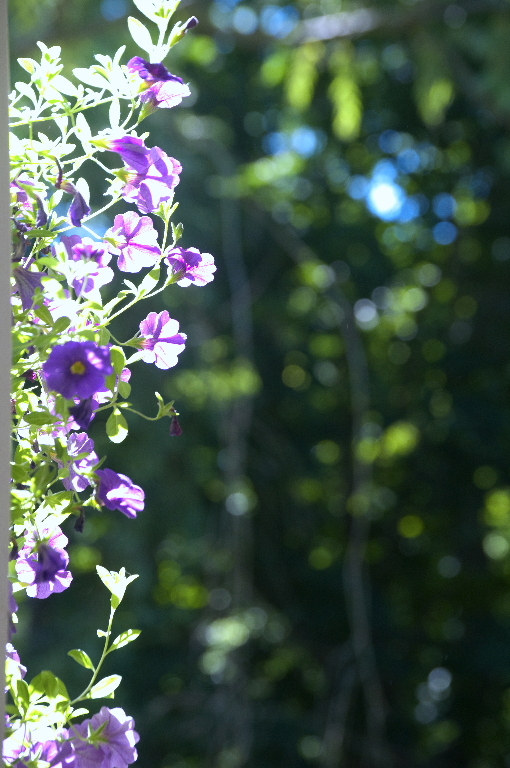 Home hanging basket_DSC0659