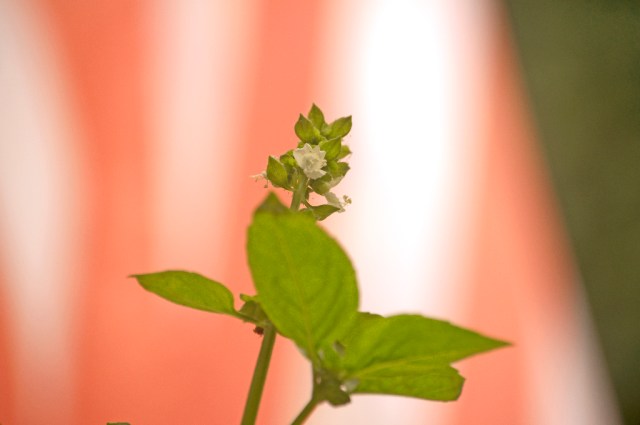 Home oregano_DSC0724